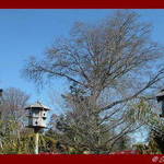 Bird Houses