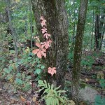 Woodland beauty