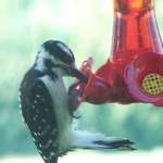 Woodpecker2
