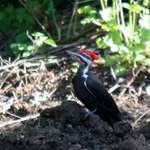 woody wood  pecker