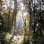 woods