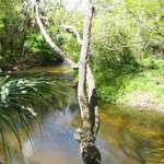 tree over water