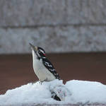 Woody looking for food