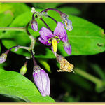 Woody Nightshade