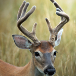 Yearling WT Buck