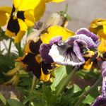 yellow and purple pansy