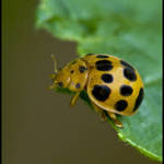 Yellow Beetle 