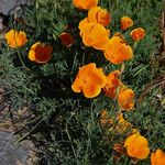 Yellow Blooms 