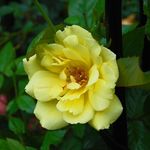 Yellow Climbing Rose 