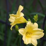 Yellow Day Lily