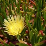 Yellow flower 1