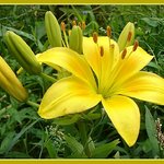 Yellow Lily