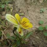 yellow pansy 2