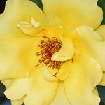 Yellow Rose 