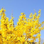 Yellow Sub Marine