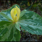 Yellow Trillium