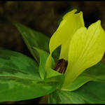 Yellow Trillium