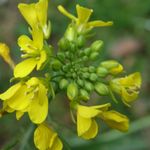 Yellow Weed