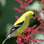 Yellow Finch on Red Astilbe