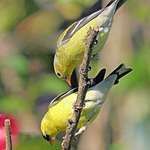 Yellow Finches