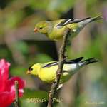 Yellow Finch Beauty Pair (Goldfinches)