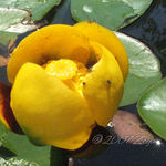 Yellow Water Lily