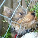 Neighbor's Yorkie