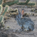 Young Cottontail