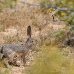 Young Desert Jack Rabbit
