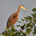 Curious Young Heron