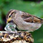 Young Sparrow enjoying water bubbler