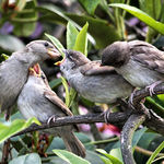 You're Next - Feeding baby sparrows