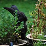 Yum more herbs
