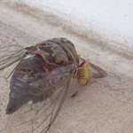 Cicada with a Bee