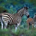 Zebra and foal