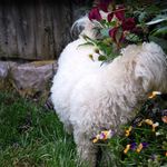 Zoe Sees Chippy in the Flower Garden