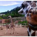 Zoo loving