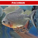 pacumanzxc
