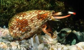 Cone Shell Snail